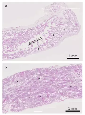 Histology of the boa’s lung