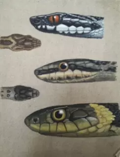 snake drawing closeup