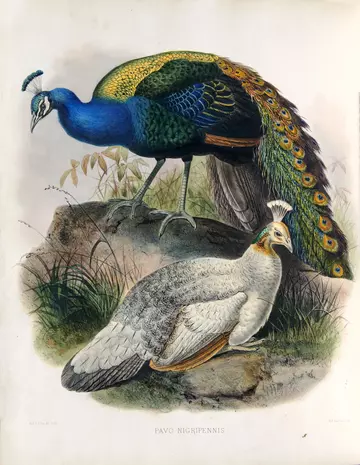  ‘A monograph of the Phasianidae, or family of the pheasants’ (1872), by Daniel Giraud Elliot