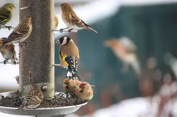 birds and birdfeeder