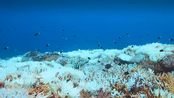 coral bleaching with fish