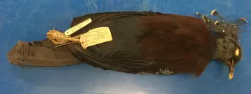 Some of the specimens represent species that are now under threat in the wild such as this Victoria Crowned Pigeon (Goura victoria).