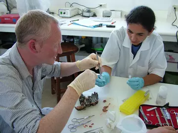 Andrew Cunningham sampling a mockingbird with avian pox