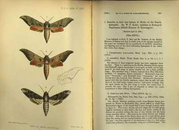 New or rare Sphingidae PZS 1886 Plate 27