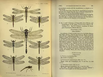 Dragonflies from N.W. India PZS 1886 Plate no. 33