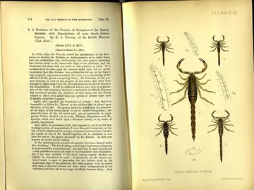 South African Buthidae PZS 1890 Plate 13