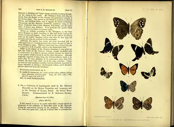 New species of Neotropical Lepidoptera PZS 1890 Plate 46