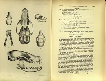 Skulls of Bornean mammals, PZS 1892 Plate 19