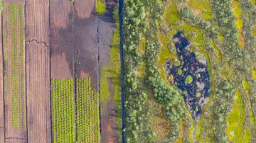 Aerial view to the bog landscape 