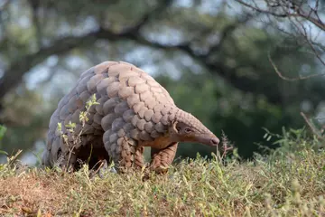 Pangolin