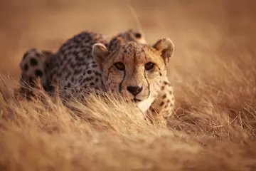 cheetah in grass