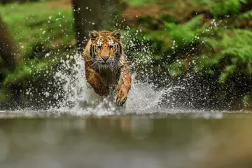 tiger running through water