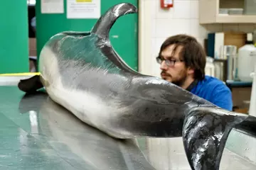 Common dolphin necropsy at ZSL 