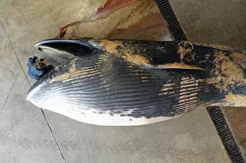 Sei whale found in the Thames drone