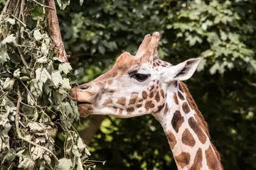 A giraffe eating browse at London Zoo