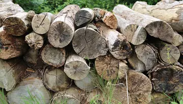 A pile of logs