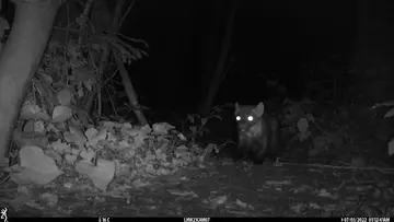 A pine marten image taken on a camera trap in London by ZSL conservationists