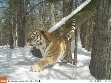Amur tiger caught on camera trap.