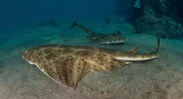 Angel Shark