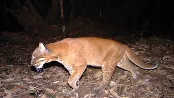 Golden morph of the Asiatic golden cat walking at night