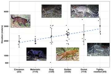 Graph showing the different colour morphs of the Asiatic golden cat and their elevation preferences