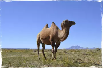 wild camel