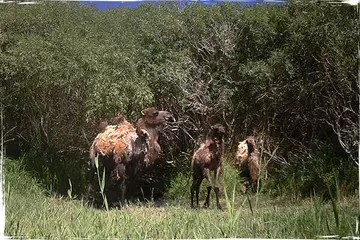 Wild camel with baby 