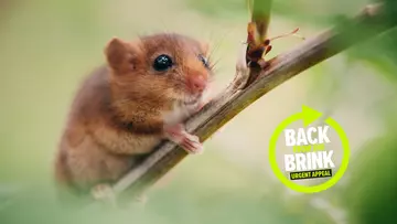 Dormouse image on branch