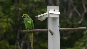 Echo Parakeet feeding