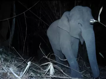 An elephant walking in the forest at night