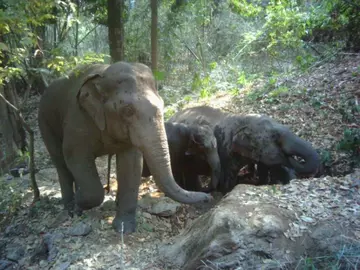 Three elephants playing in the mud