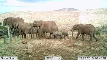 Elephant herd in camera trap