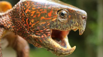 Endangered big headed turtle at London Zoo