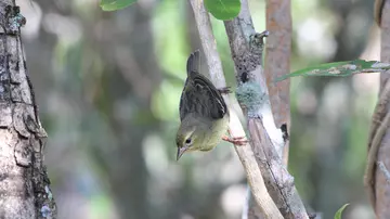 A female Mauritius fody