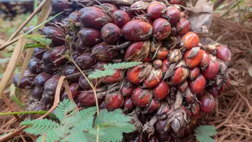 Red fresh palm oil fruit