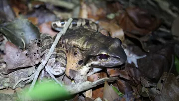 Mountain chicken frog on brown leaves