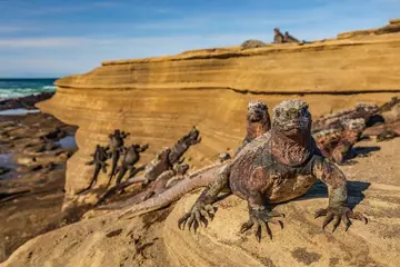 Galapagos Marine Iguanas sunbathing on volcanic rocks in Puerto Egas (Egas port) Santiago island, Ecuador