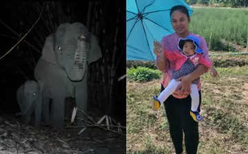 Two images side-by-side on the left a camera trap photo of two elephants walking at night. On the right Gib Thampitak, ZSL Thailand Elephant & Community officer with one-year old daughter Má Feuang (her name meaning “starfruit” in Thai)