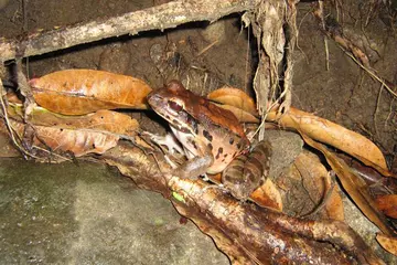 Mountain chicken frog