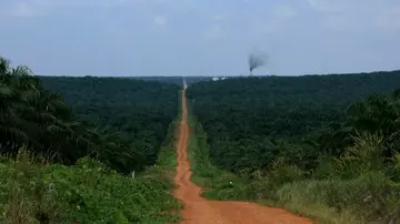 Indonesia road through oil palm landscape