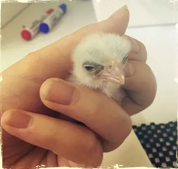 juvenile Mauritius kestrels