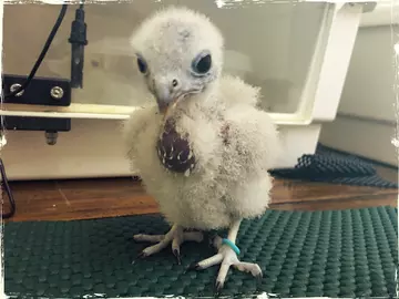 Kestrel chick