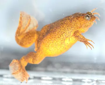 female Lake Oku frog