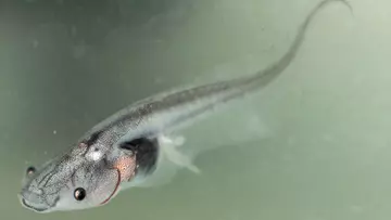 Lake Oku Clawed Frog Tadpoles