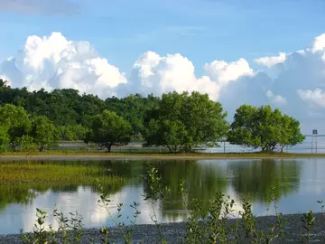 Mangrove rehabilitation Philippines