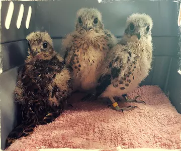 Three Mauritius kestrels