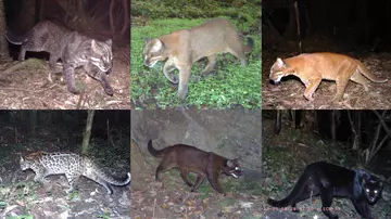 Montage of six images of the Asian golden cat. Top row: Tightly rosetted, Gray, Golden. Bottom row; Ocelot, Cinnamon, Melanistic.
