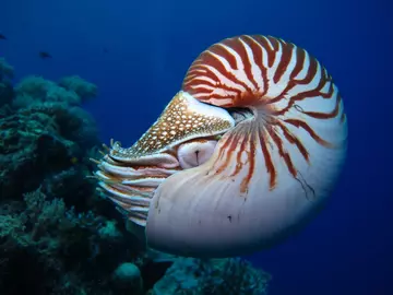 Nautilus shell swimming in blue water, Palau, Micronesia