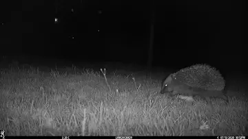 hedgehog in grass captured with camera trap