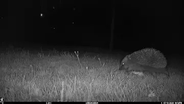 hedgehog in grass captured with camera trap